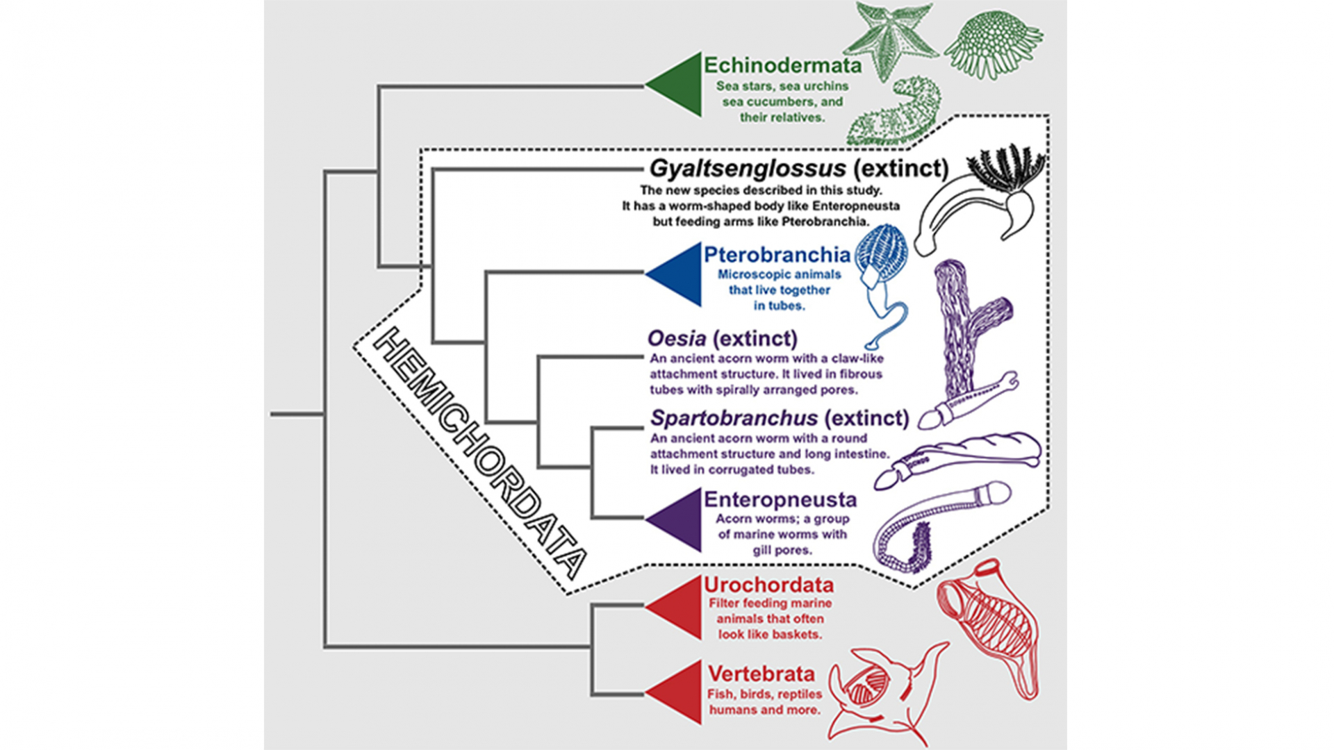 Simplified phylogeny of hemichordates.
