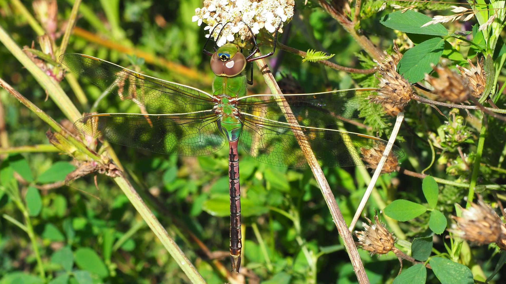 The green darner is a common dragonfly in Ontario that overwinters farther south. Photograph by Antonia Guidotti.