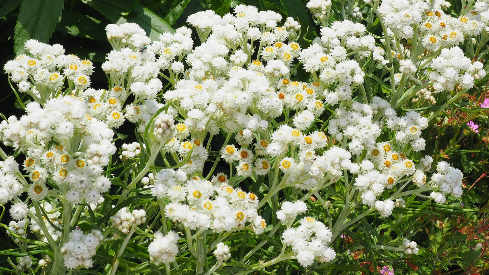 Pearly everlasting.
