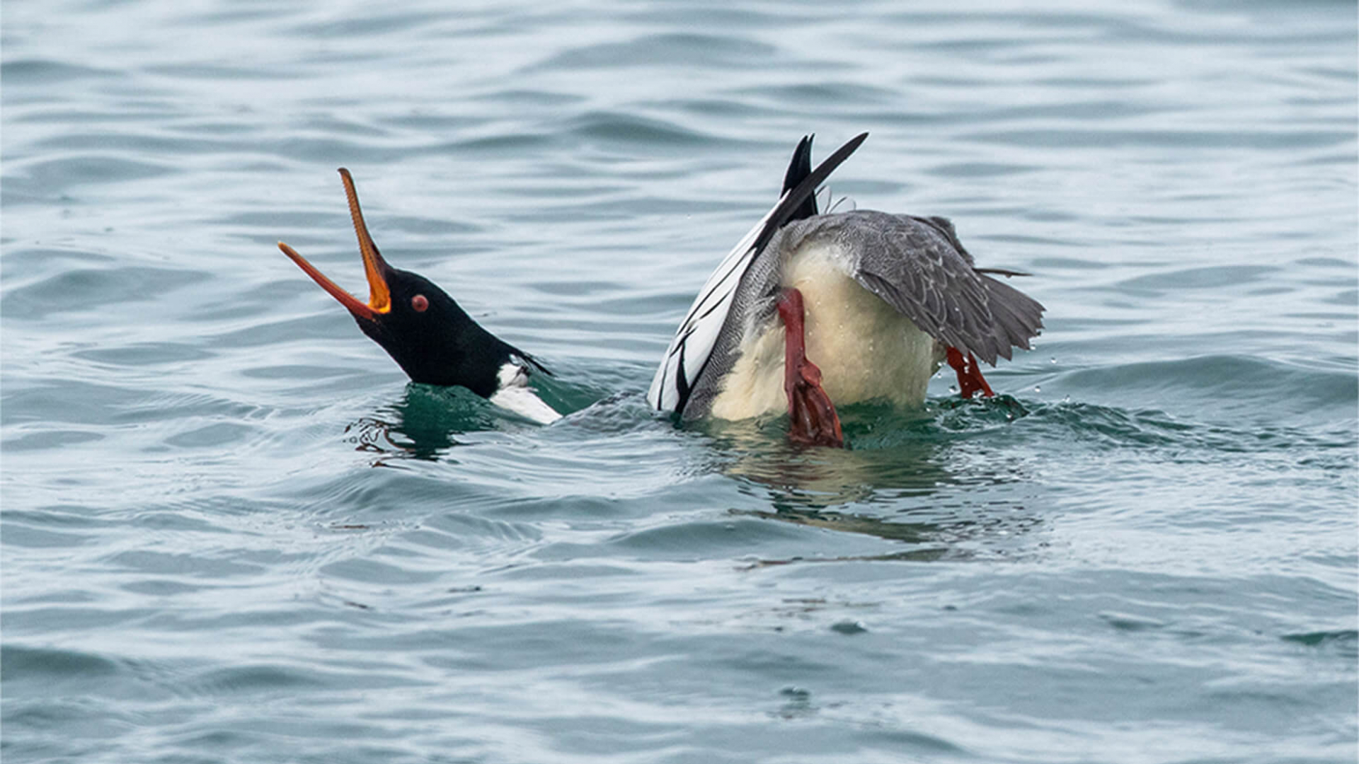 A Red-breasted Merganser performing a salute-curtsy.