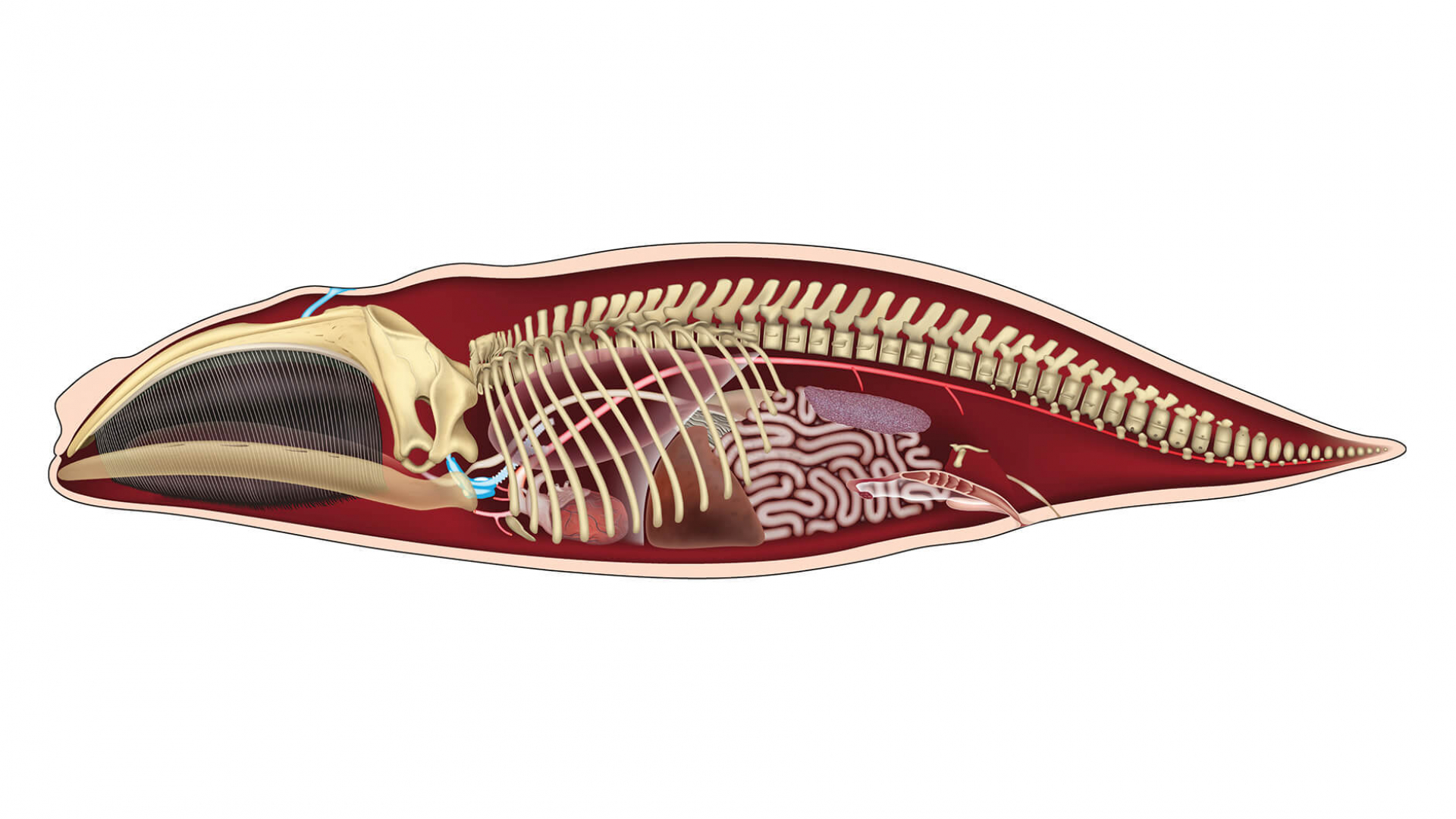 North Atlantic right whale anatomy illustration.