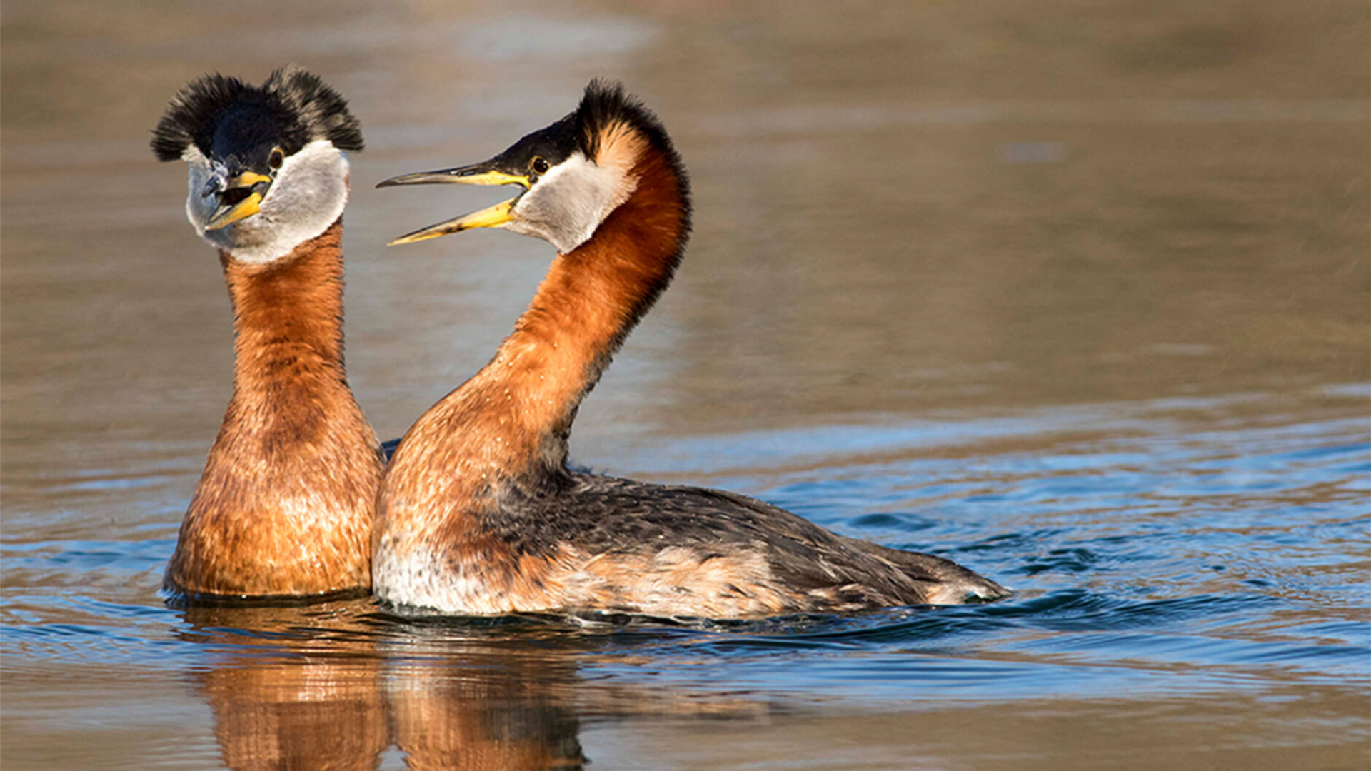 Red-necked Grebes during a greeting ceremony.
