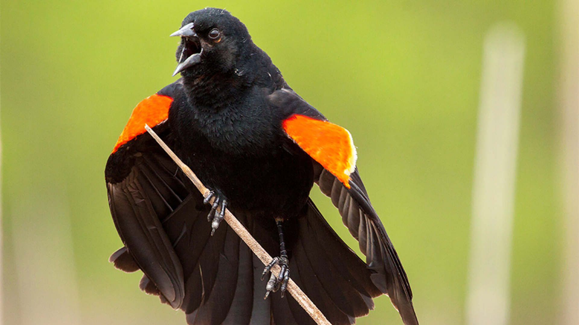 A red-winged Blackbird performing a song spread display.