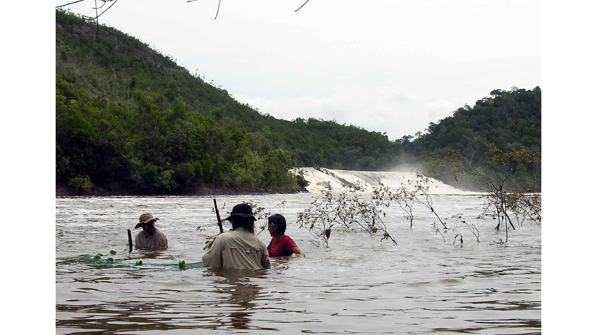 Teammates Tim Wesley and Mariangeles Arce (right) help the author drag a net through the flooded habitat downstream of Salto de Oso.