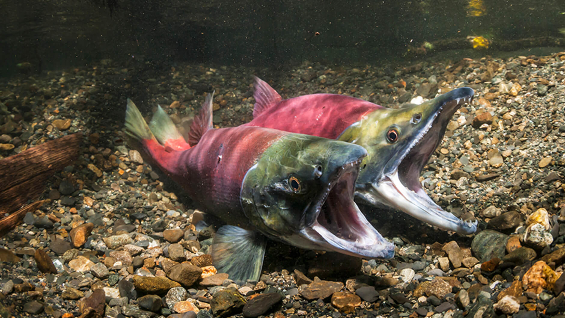 Sockeye salmon, female on the left and male on the right, in the nest preparing to spawn.