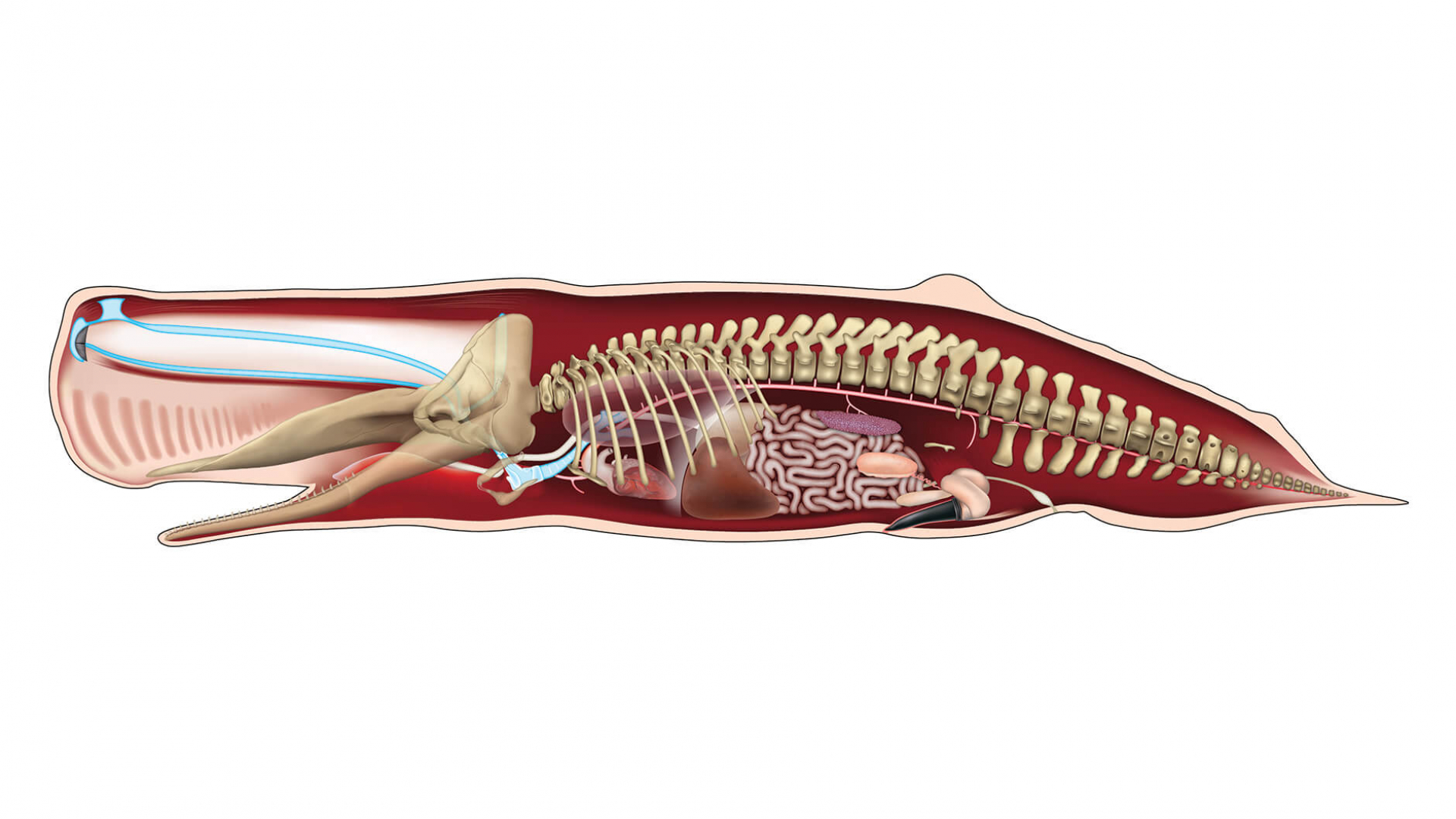 Sperm whale anatomy illustration.