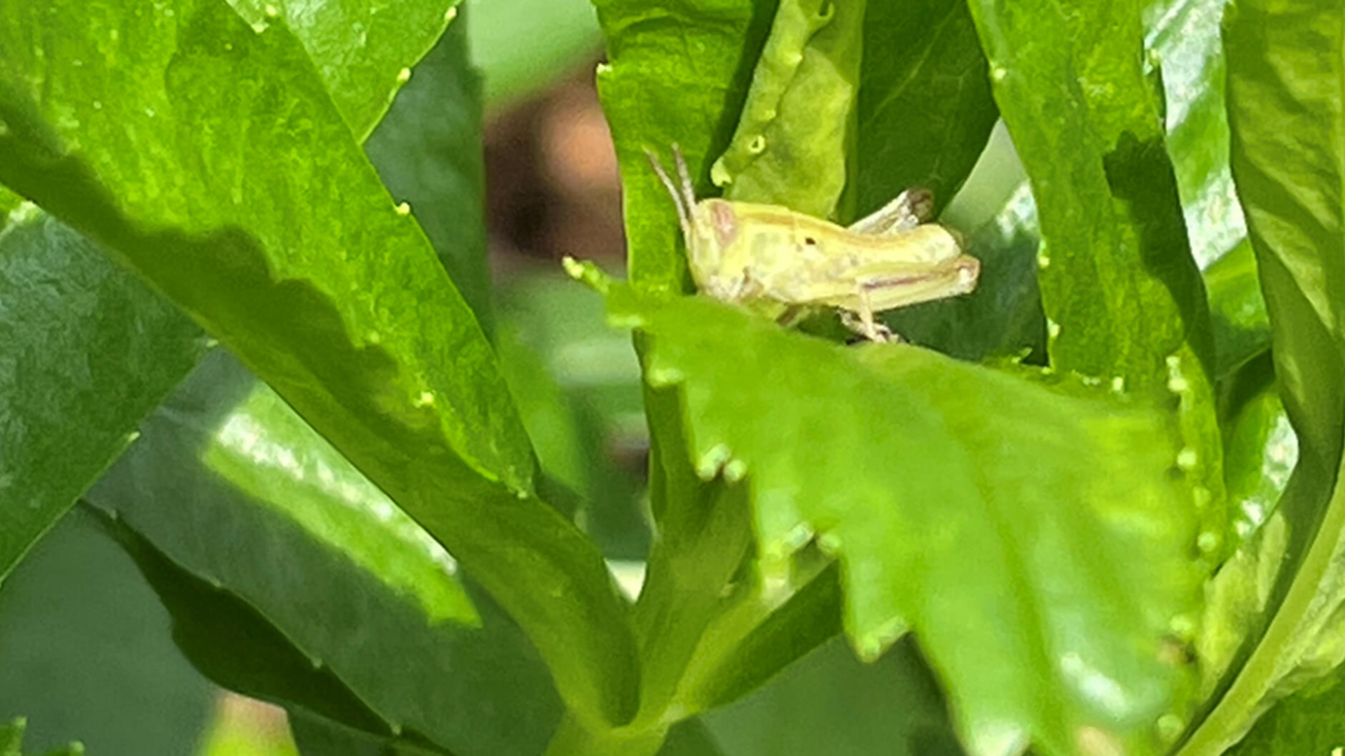 Two-striped grasshopper.