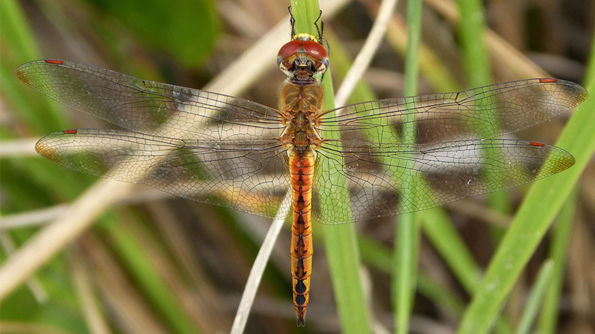 The wandering glider dragonfly is known for the farthest migration in the insect world.