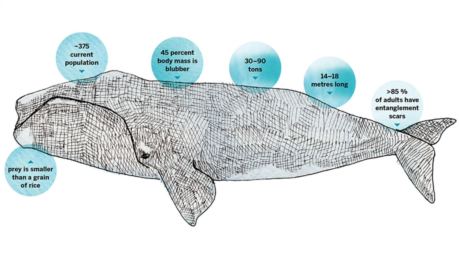 Illustration of a whale with fact bubbles surrounding it. The bubbles contain these facts: Prey is smaller than a grain of rice. ~375 current population. 45 percent body mass is blubber. 30-90 tons. 14-18 metres long. >85% of adults have entanglement scars.