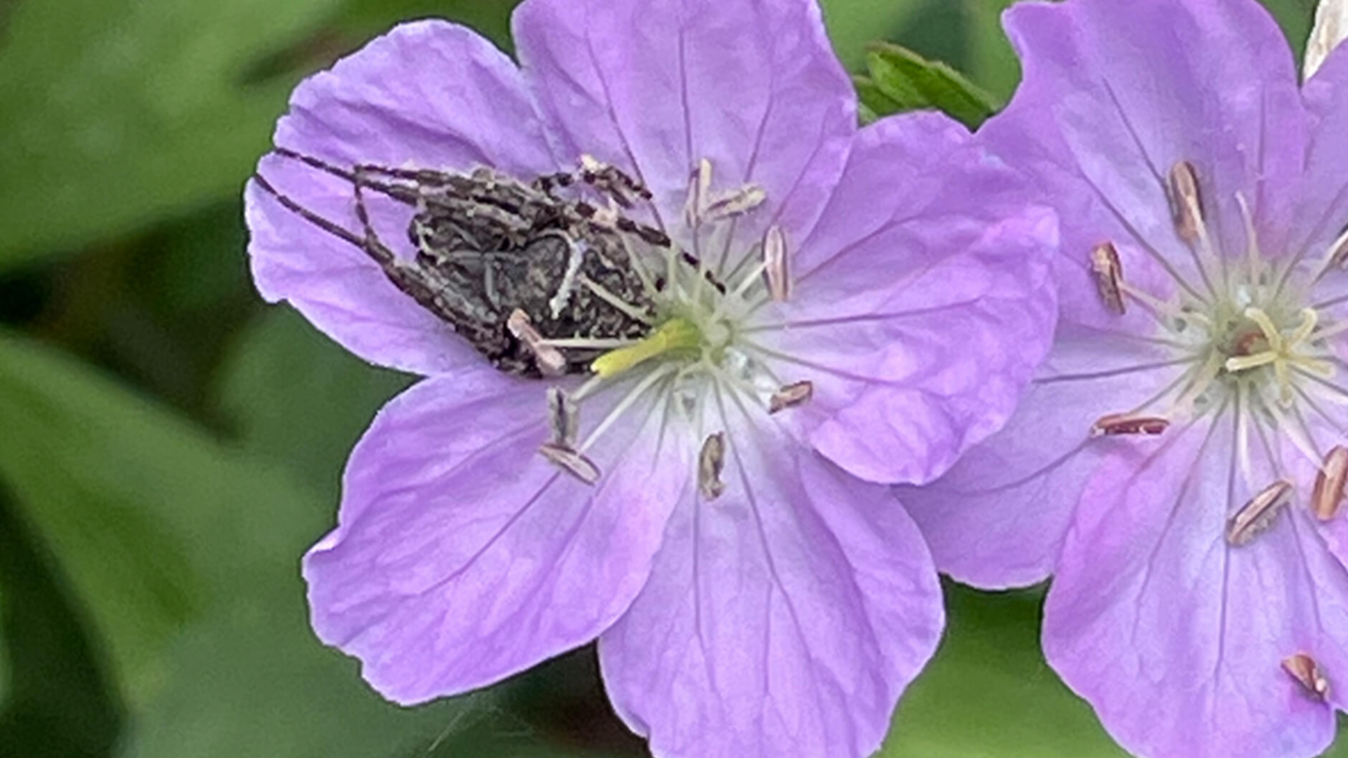 Gray cross spider. Look closely and you can see a thread of spider silk extending from the bottom left petal of the wild geranium.
