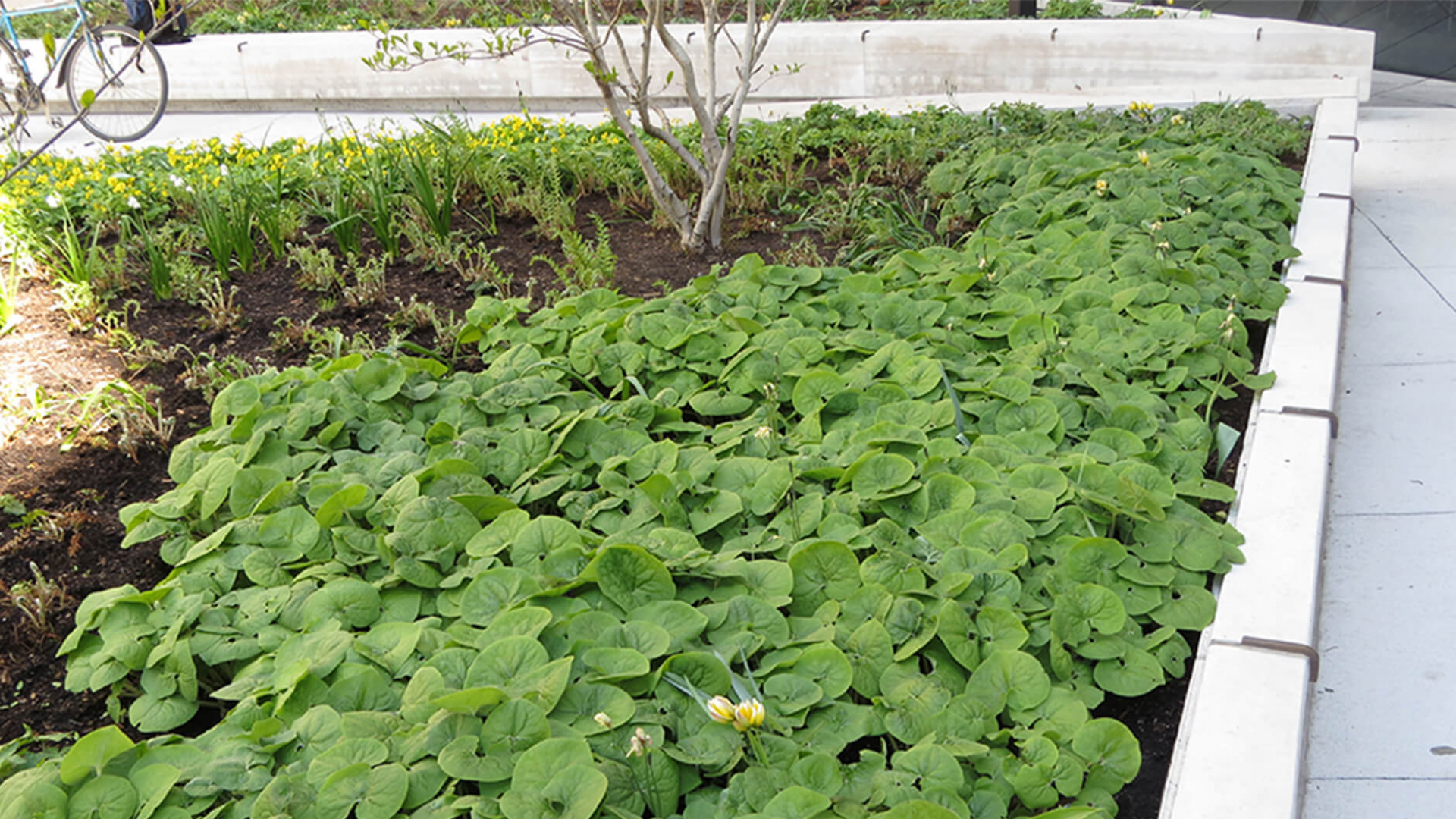 Bed of wild ginger.