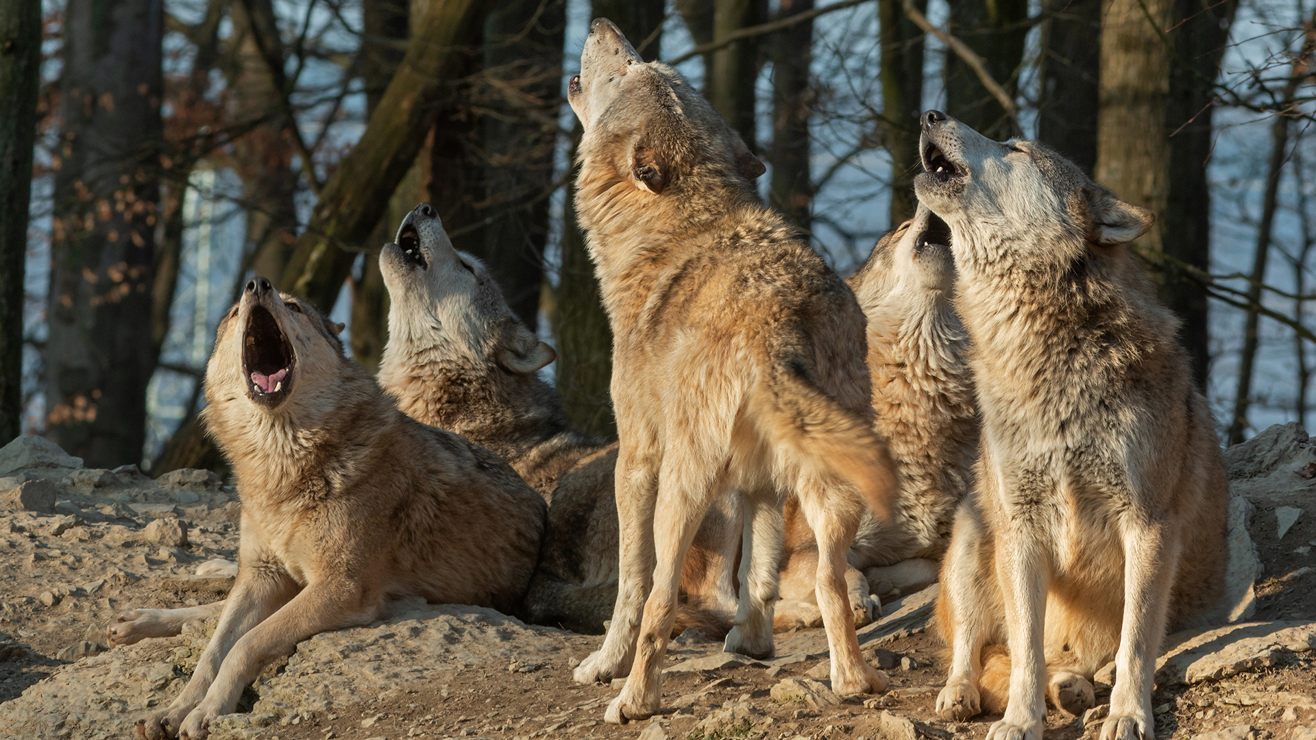 Pack of wolves howling.