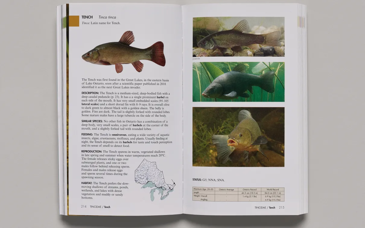 A field guide to Ontario freshwater fishes