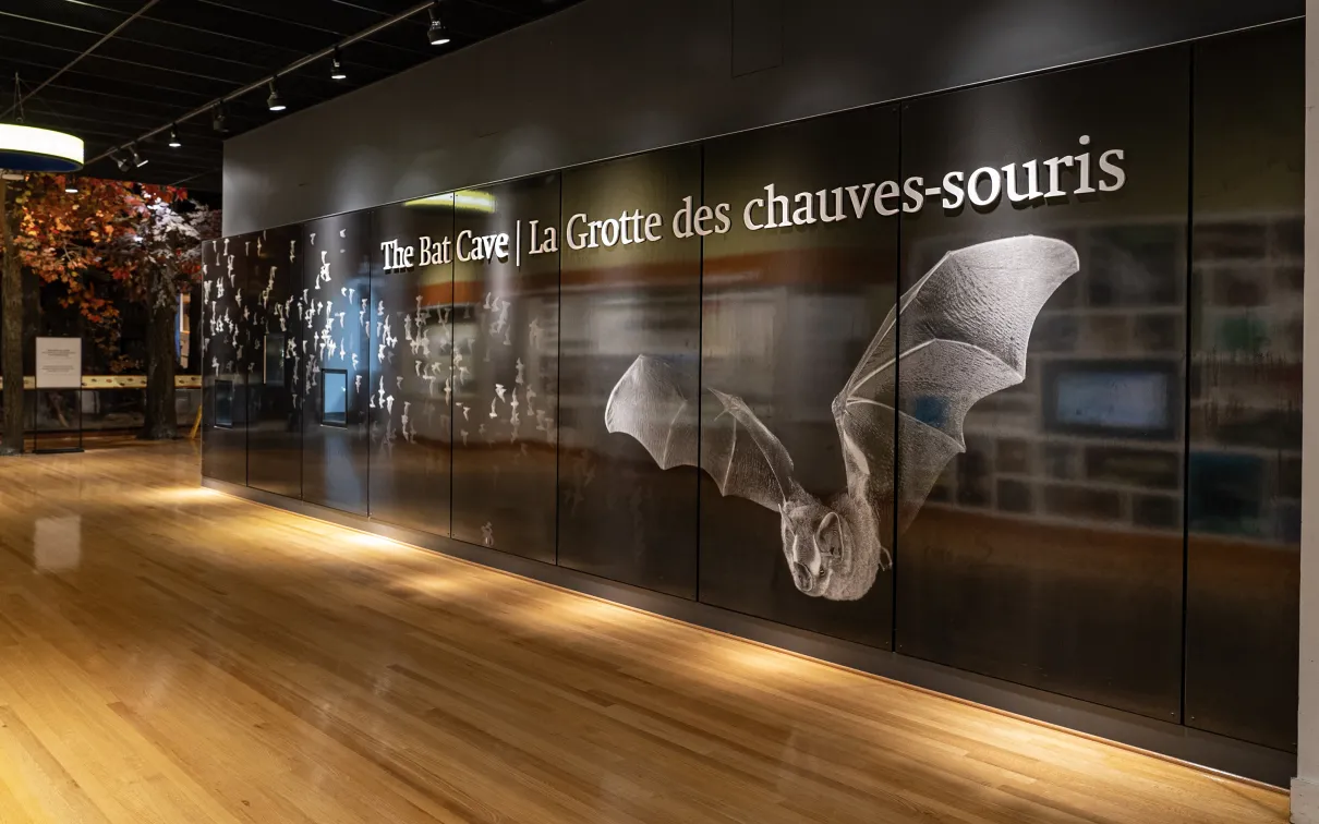 Bat cave gallery wall and entrance