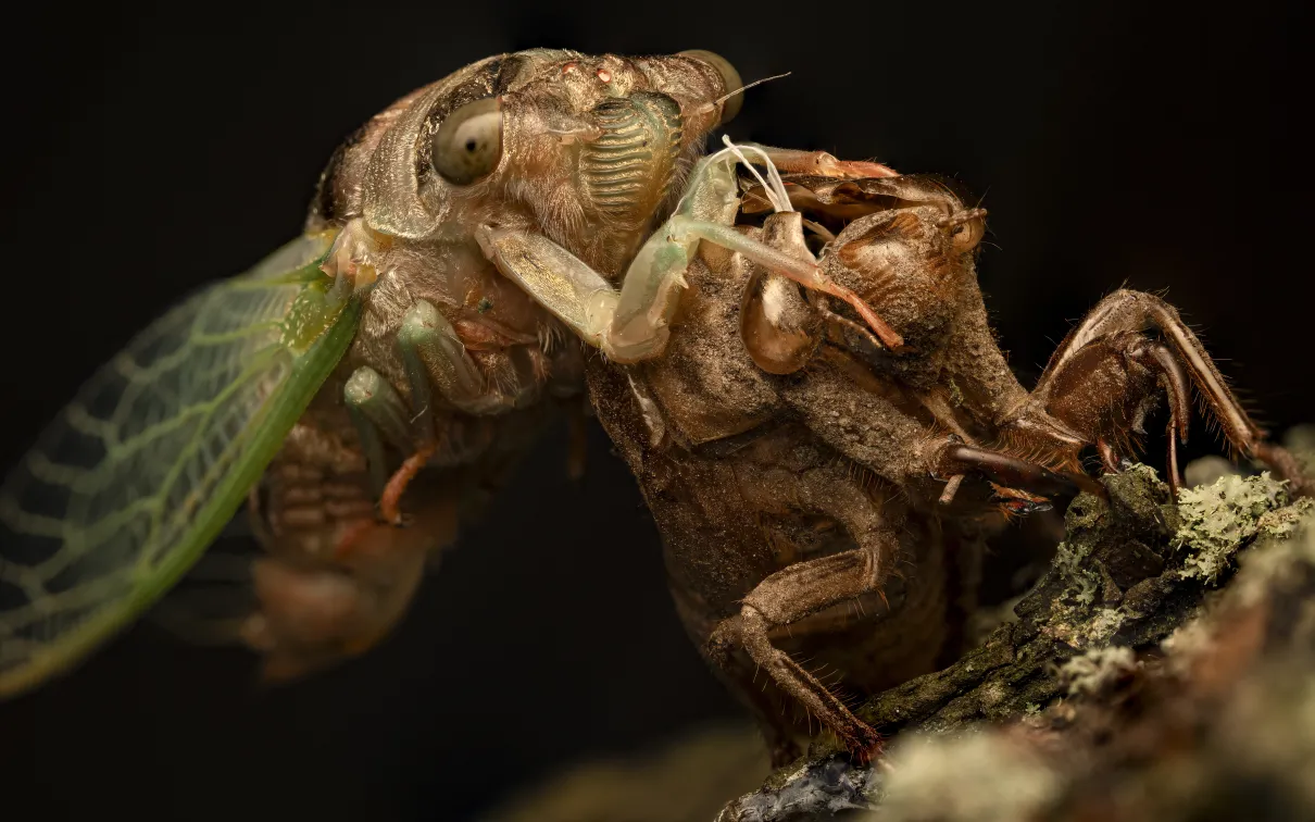 Emergence © Beckett Robertson