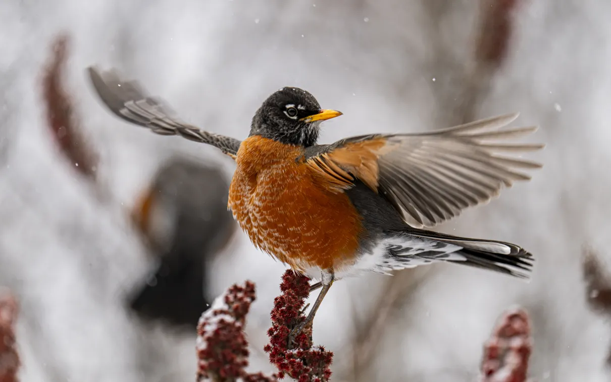 #ROMwpyJR Grand Prize Winner: Winter Ascent © Jonny Wei