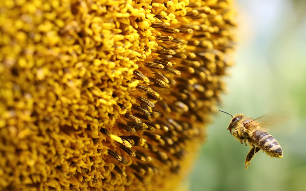 Honeybee pollinating sunflower © Kathryn Peiman