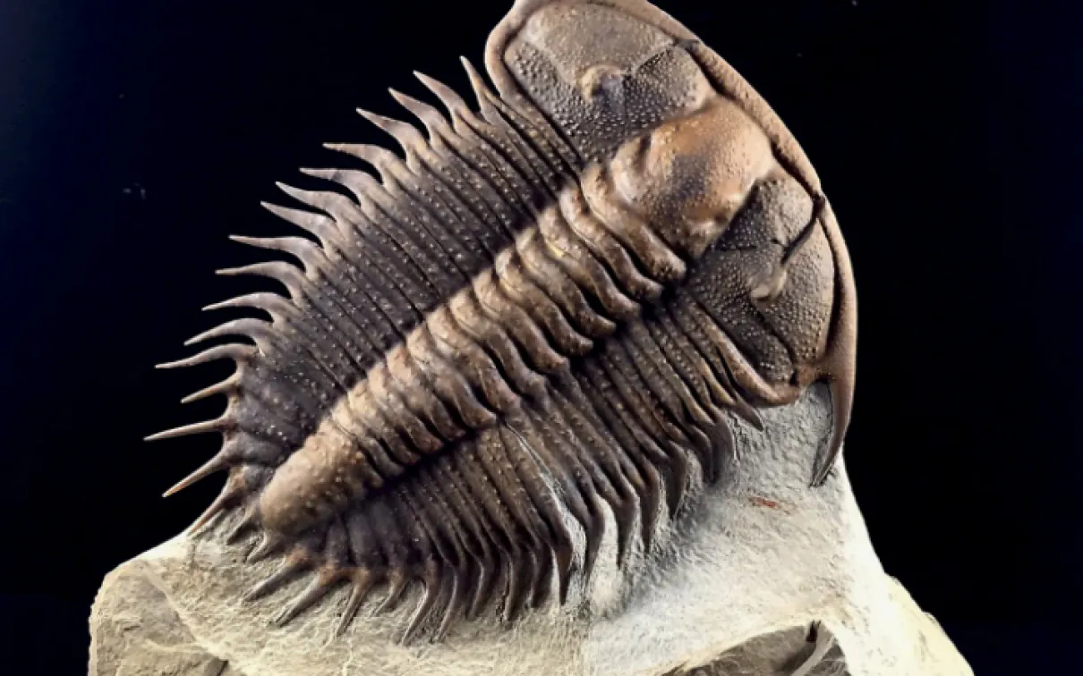 Damesella paronai, credit Trilobite Design Italia