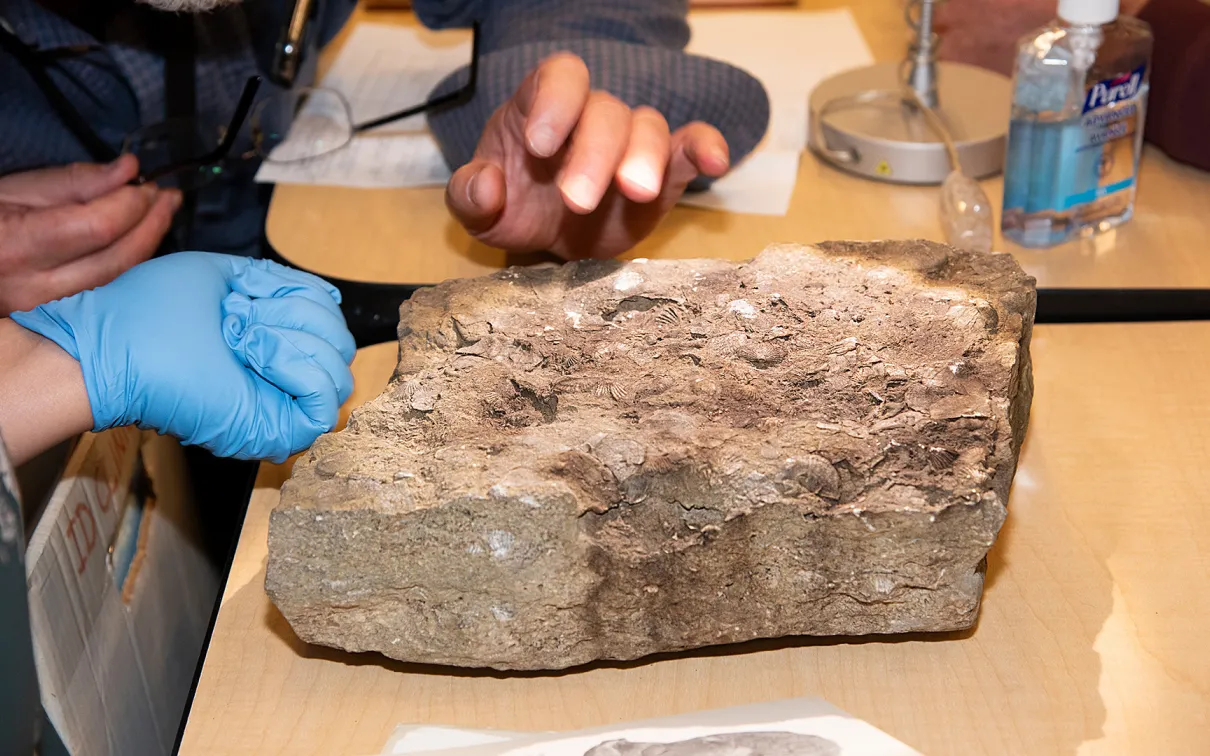 Gros plan sur un fossile