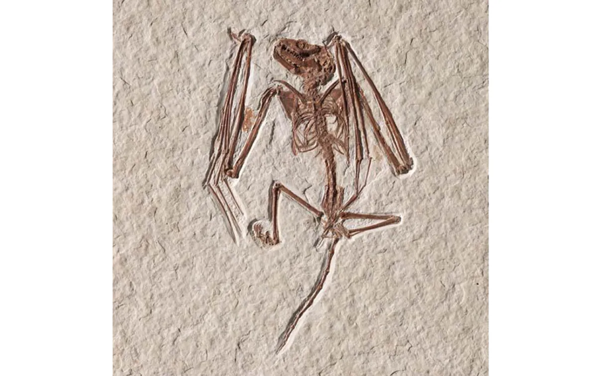 Fossilized bat skeleton 