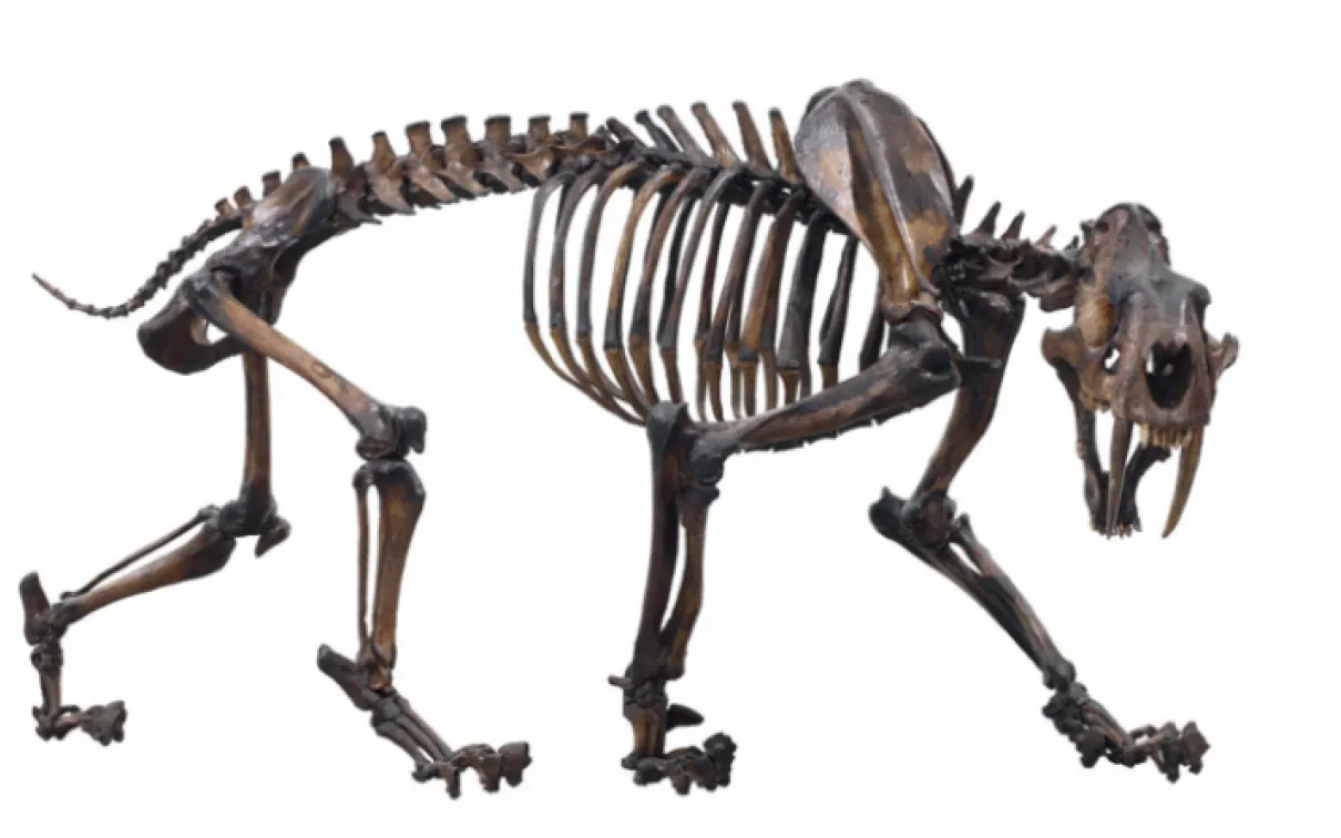 Sabre cat skeleton, Smilodon fatalis