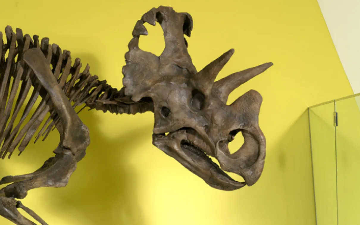 Wendiceratops pinhornensis