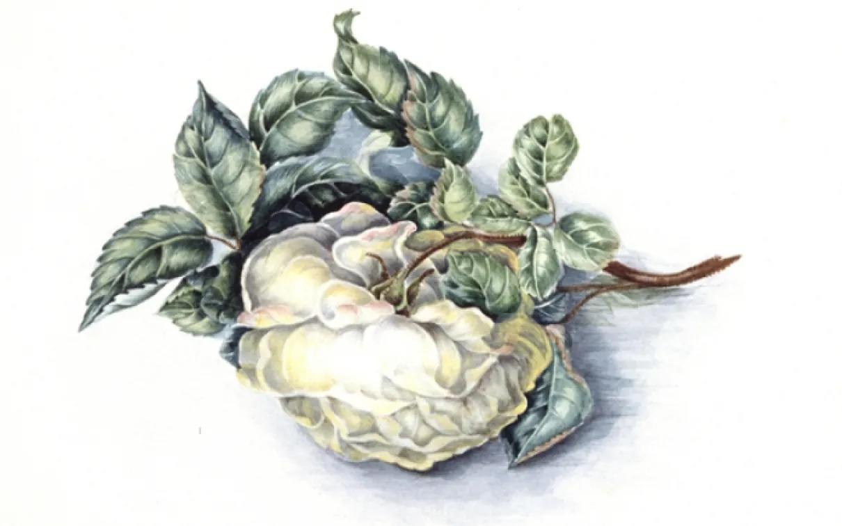 Peinture d'une fleur