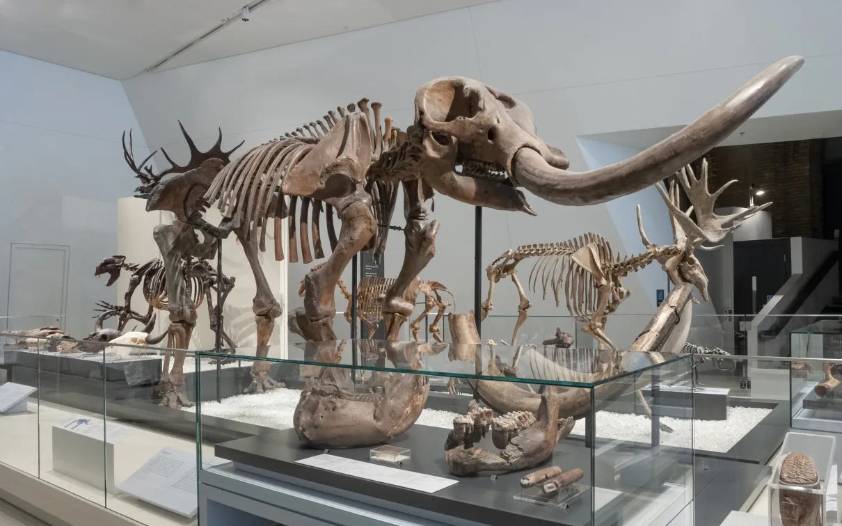 Dinosaur skeleton