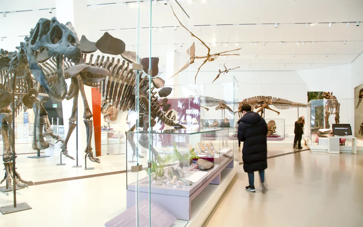 People move around a gallery of dinosaur skeletons.