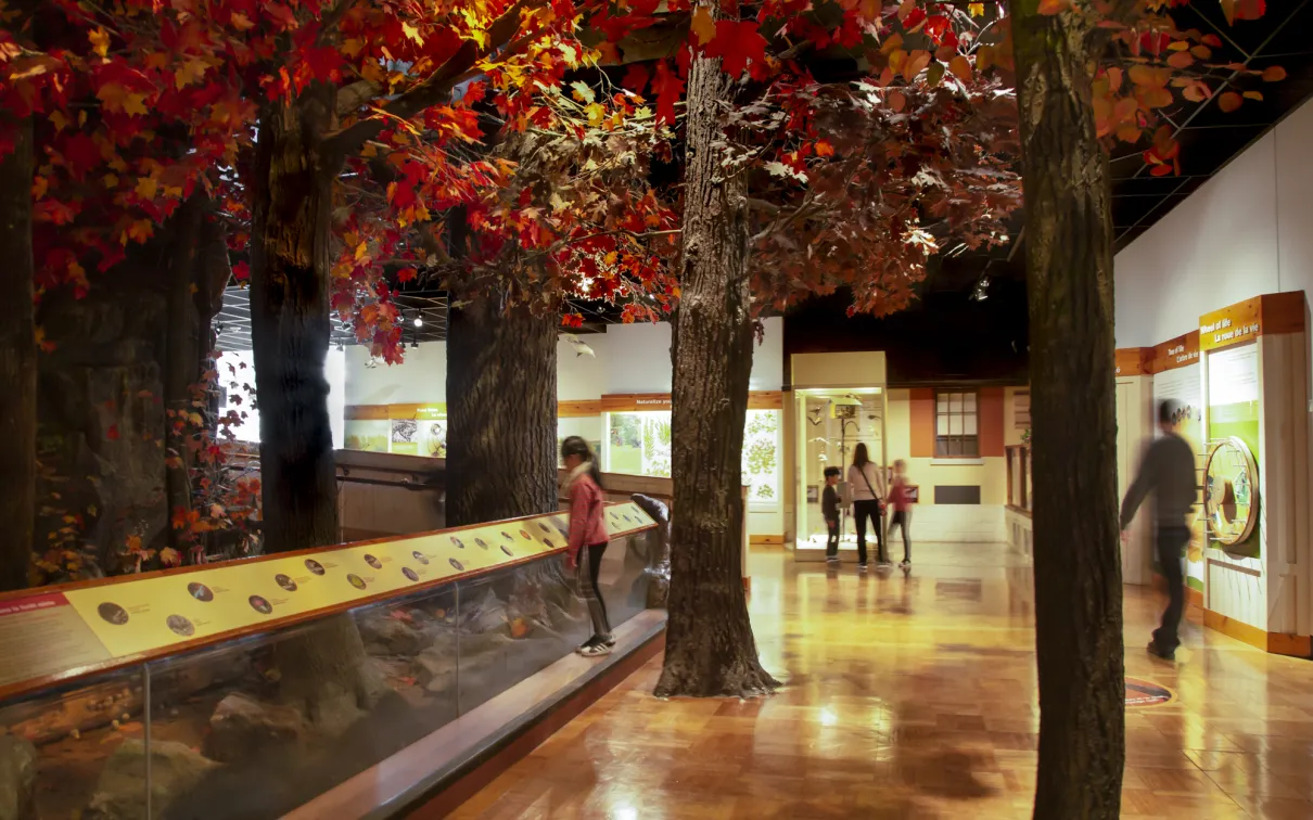 Des personnes regardent une galerie présentant une scène d'automne, avec des arbres aux feuilles rouges. 