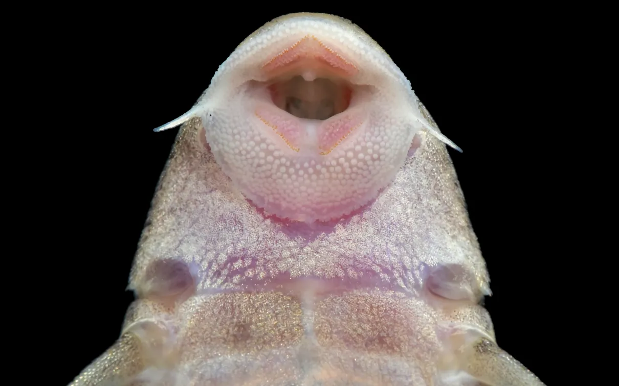 Sucker Fish