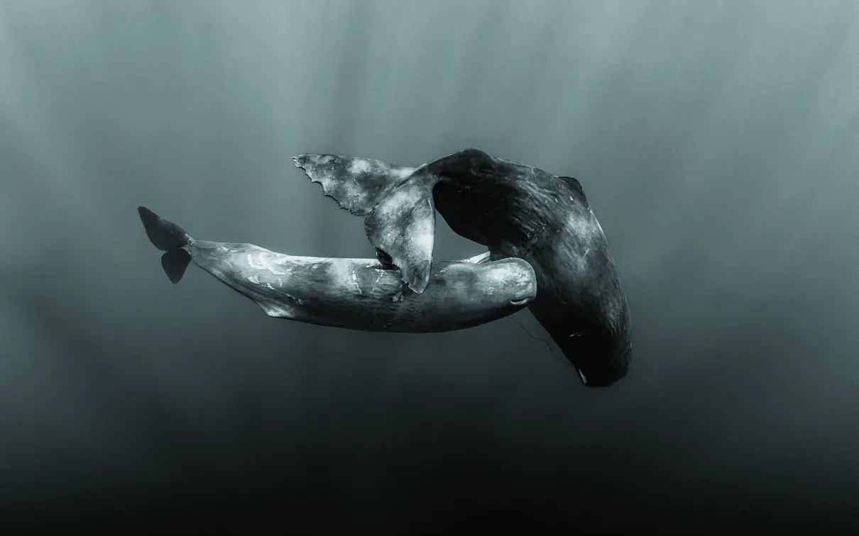 Two sperm whales