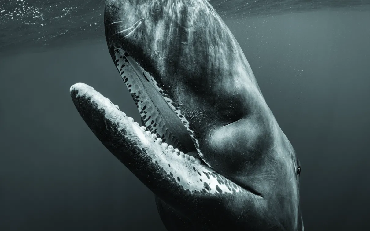 Photo of Sperm Whale