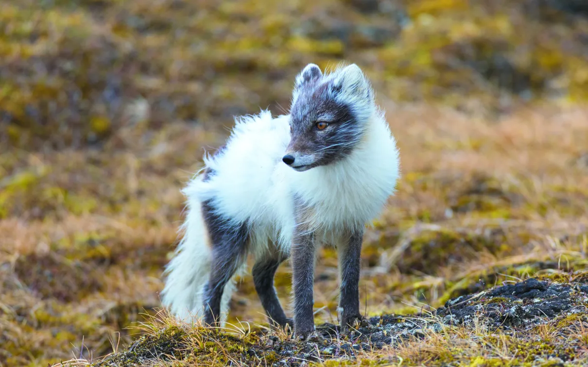 Arctic fox standing in a field with thick white fur patches growing in over the thinner summer brown fur.