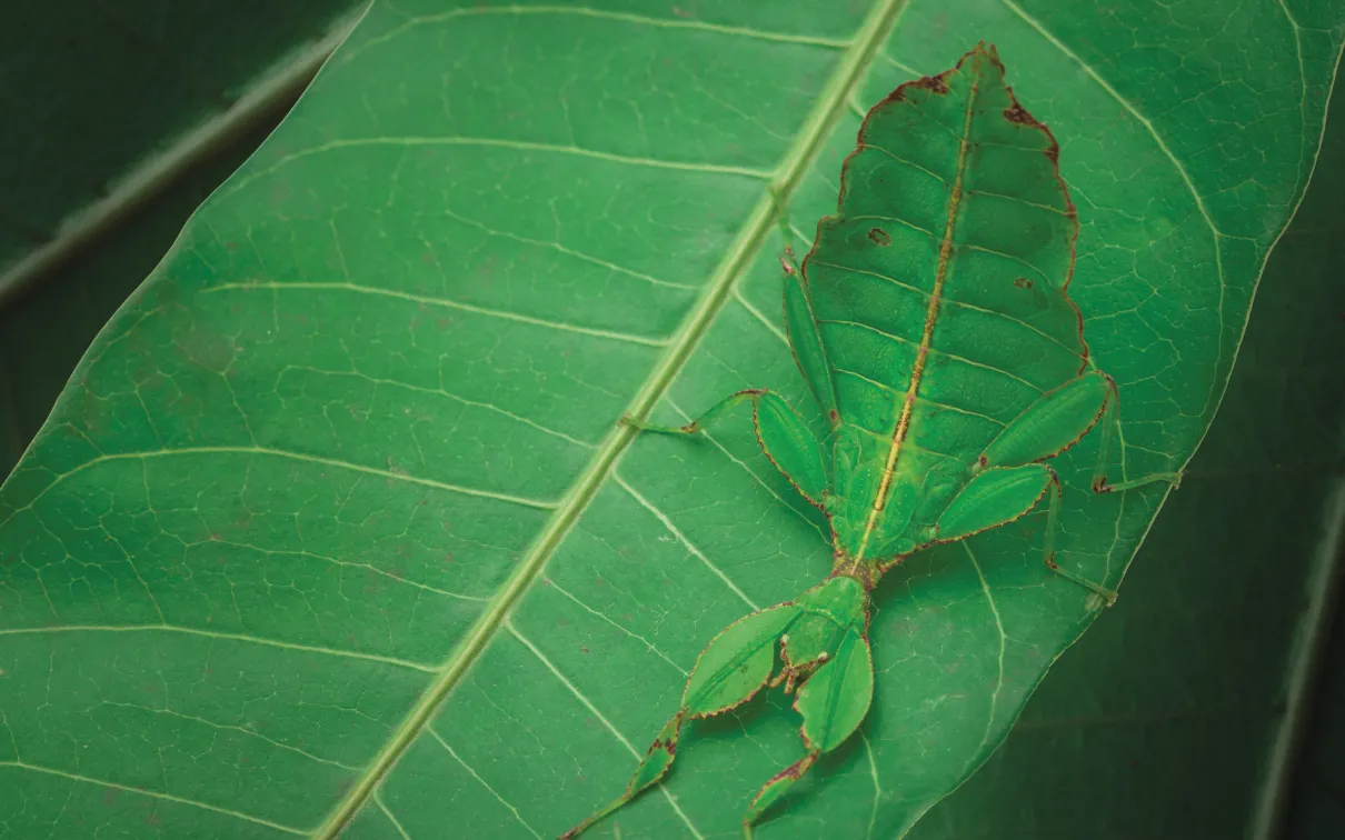Green leaf insect on a green leaf.