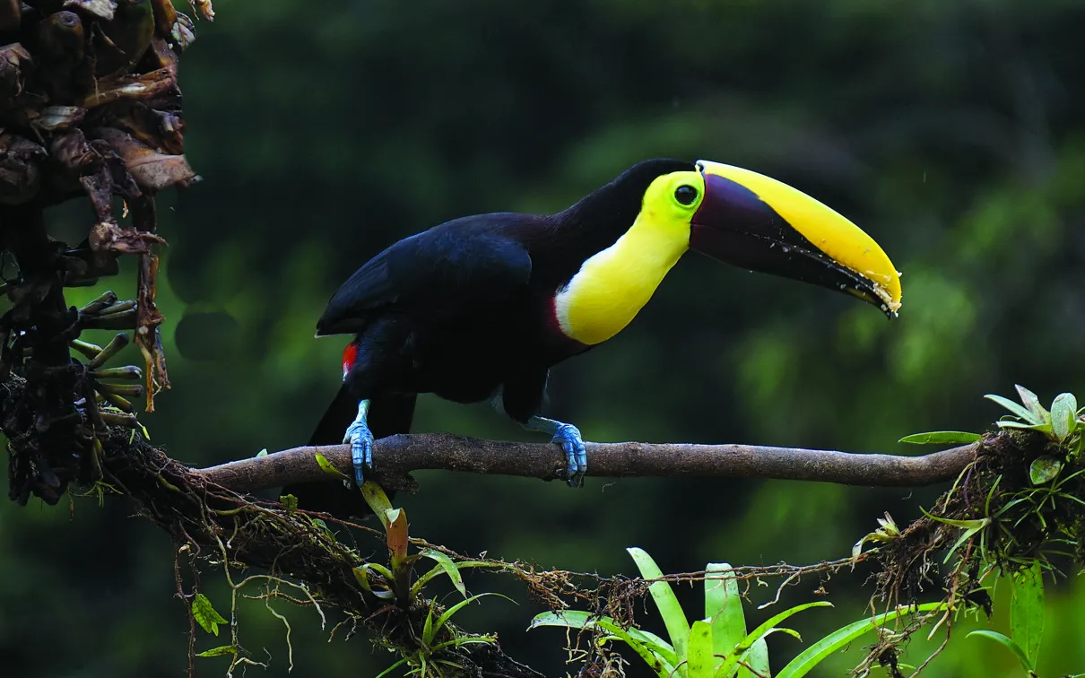 Toucan dans un arbre