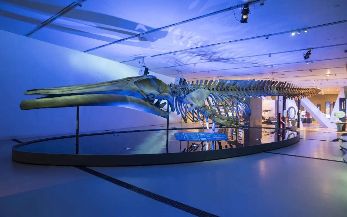 Whale skeleton 