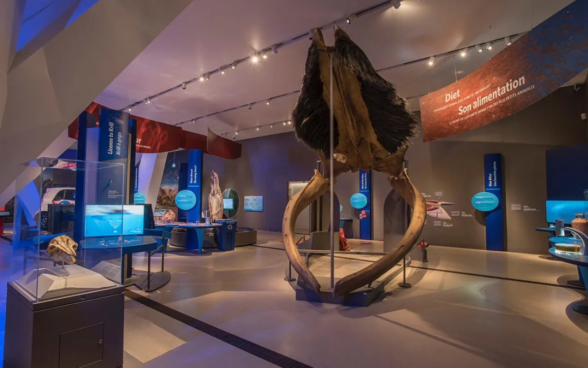 Fossil replica of a whale's mouth