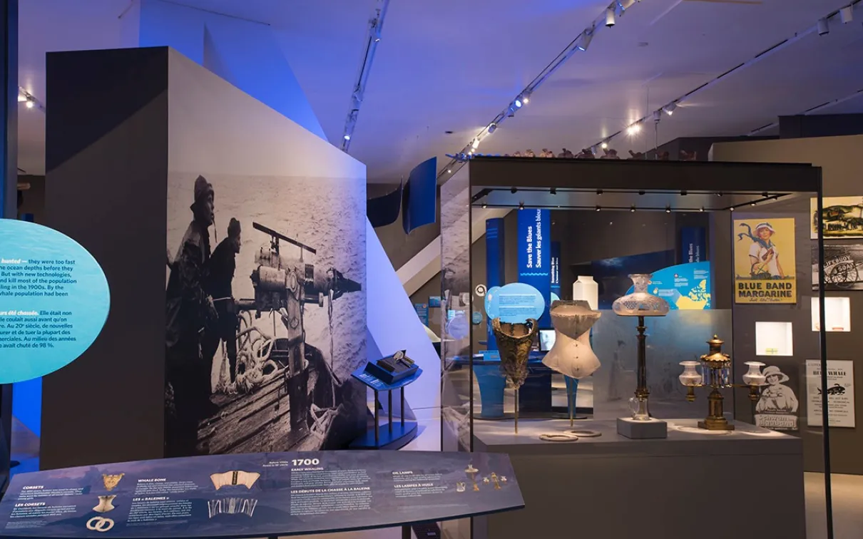 A museum exhibit showcasing clothing illuminated by a soft blue light, highlighting the intricate details of each whale exhibit piece.