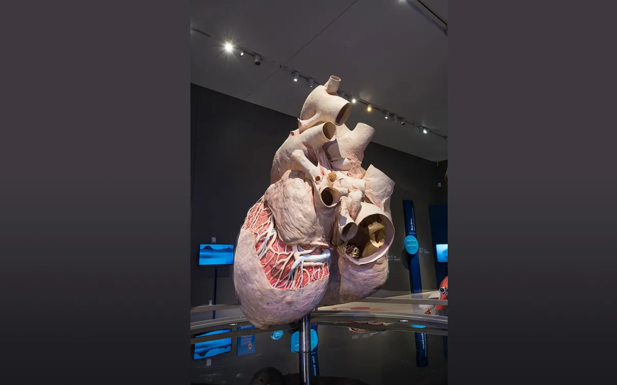 A replica of a whale's heart