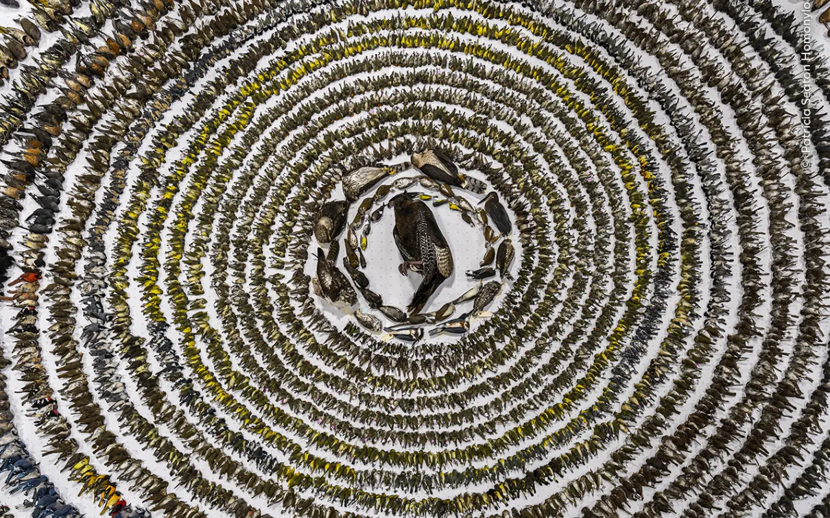 Birds arranged on the floor.