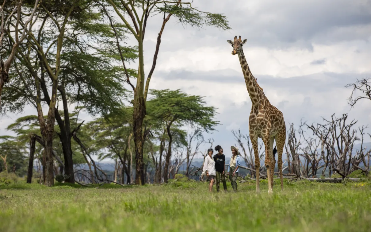 A giraffe standing tall in a large green field