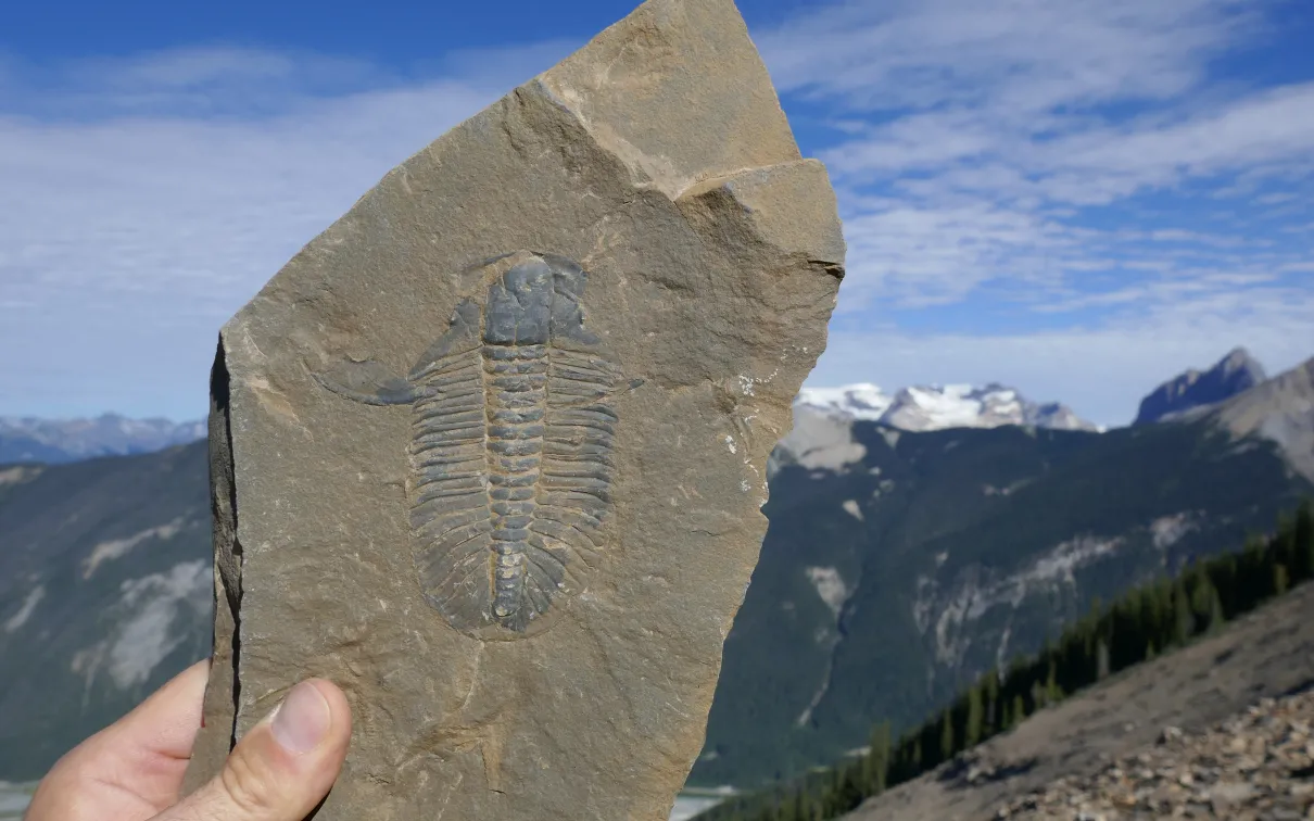 Fossil being held up