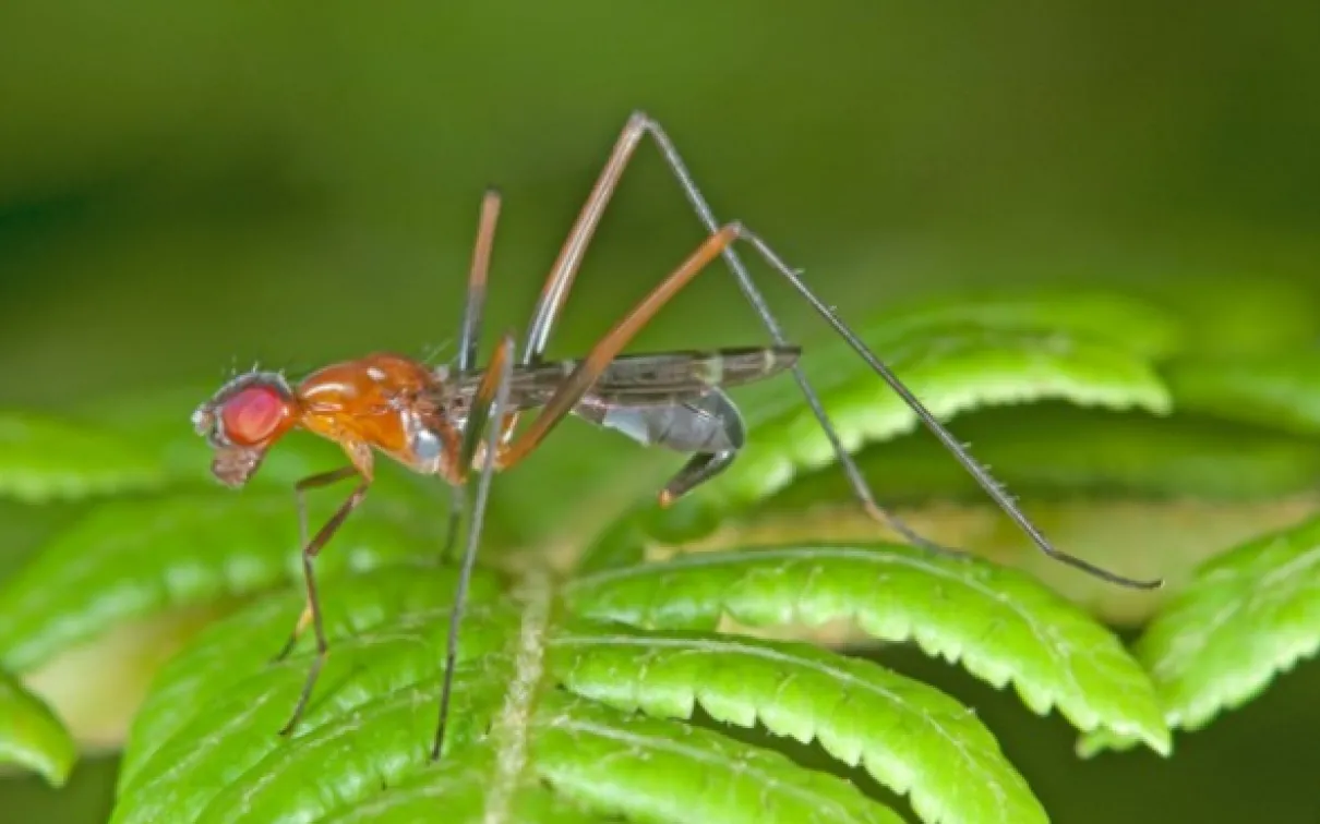 Insect on a leaf