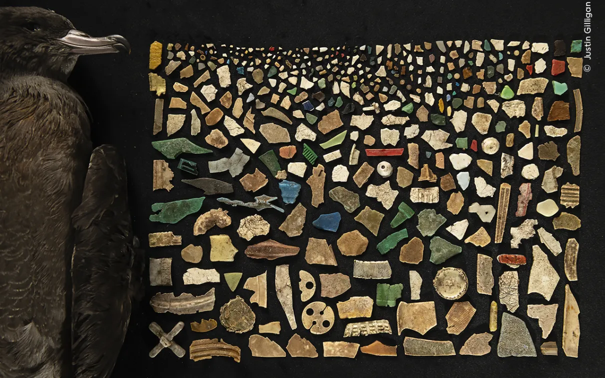 Justin Gilligan creates a mosaic from 403 pieces of plastic found inside a dead shearwater, highlighting the deadly impact of plastic pollution on Lord Howe Island’s birds.