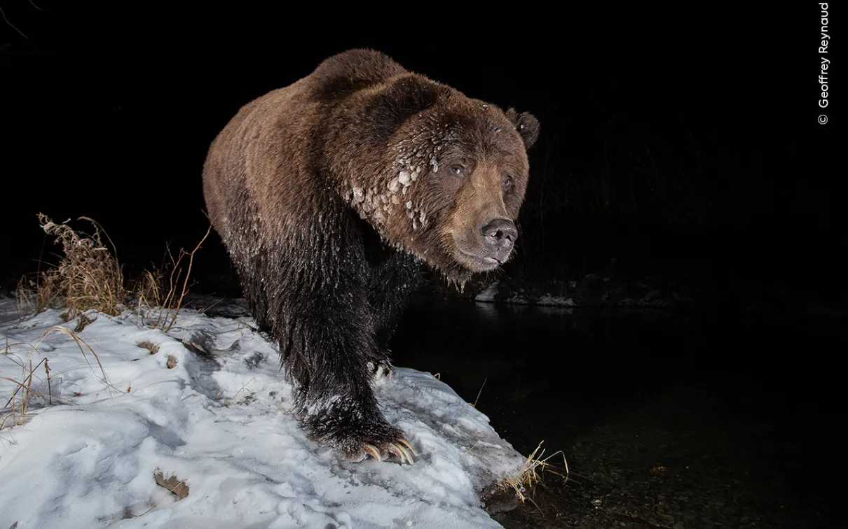 A grizzly bear with frozen fur searches for salmon in the icy waters of Yukon, captured at night by Geoffrey Reynaud using a camera trap.