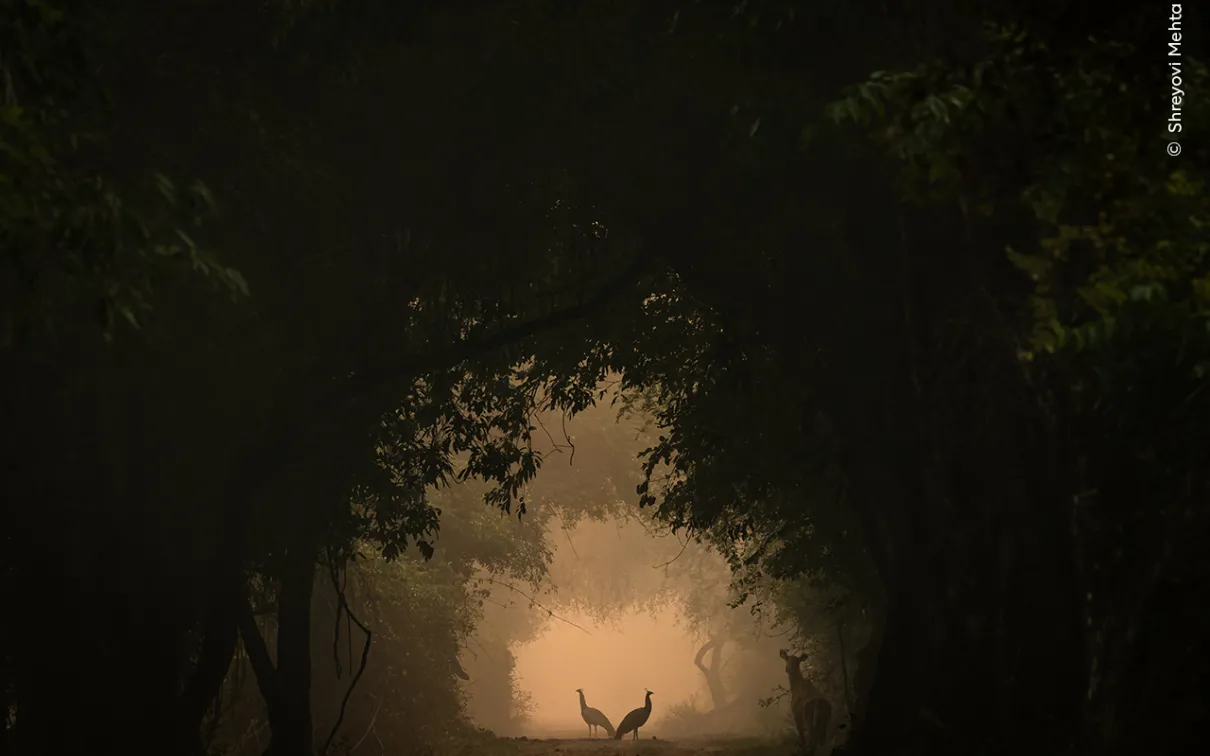 Two Indian peafowl stand beautifully in the forest at Keoladeo National Park, captured from a low angle by young photographer Shreyovi Mehta.