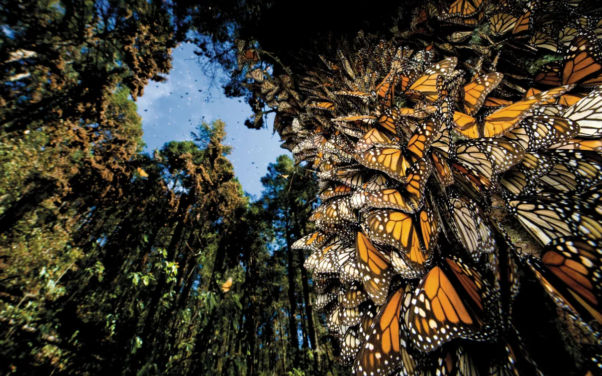 A cluster of monarch butterflies covering a tree trunk, with more flying through a sunlit forest.