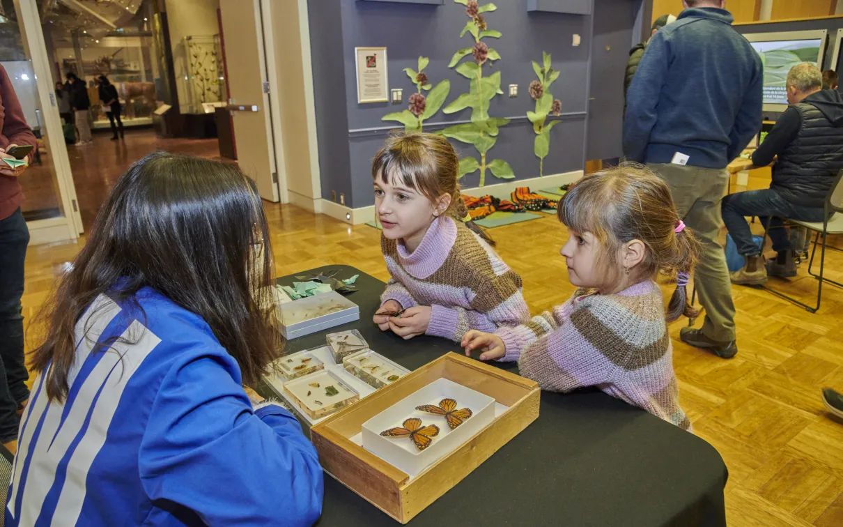 Two children and a ROM volunteer interacting with a tabletop display of butterflies and moths. 