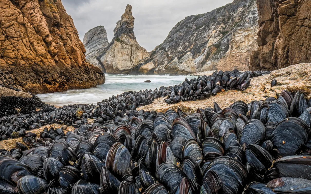 Gathering of mussels in Praia da Ursa, Sintra, Portugal